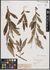 Foto von Salix caprea L. x Salix viminalis L.